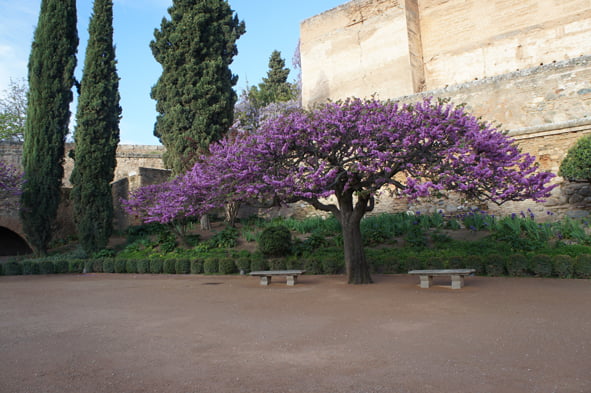 Plaza de los Aljibes de La Alhambra. 